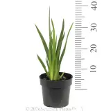 Wild Iris - Ruler