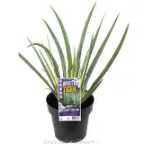 Dietes White Tiger - Plant photo