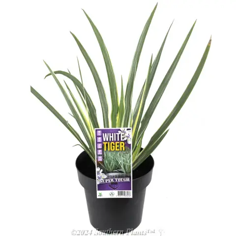 Dietes White Tiger