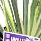 Dietes White Tiger - Product photo