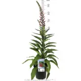 Digitalis Foxlight Ruby Glow - Product photo
