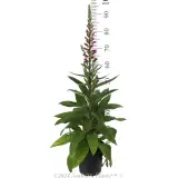Digitalis Foxlight Ruby Glow - Reference photo