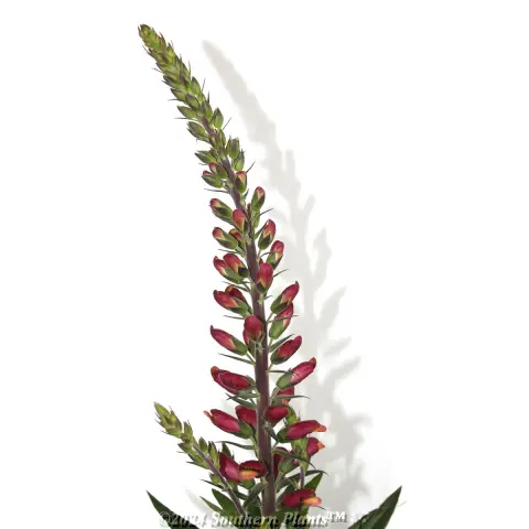 Digitalis Foxlight Ruby Glow