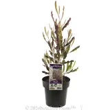 Purple Hop-Bush - Plant photo