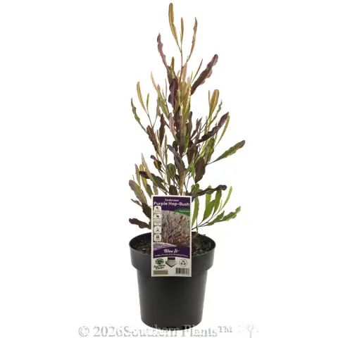 Purple Hop-Bush