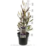 Purple Hop-Bush - Product photo