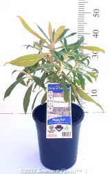 Pride of Madeira - Alt