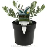 Blue Horizon Emu Bush - Plant photo