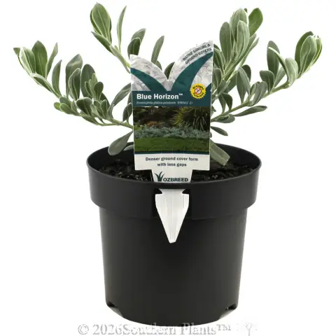 Blue Horizon Emu Bush