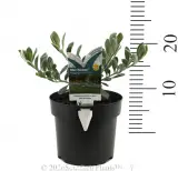 Blue Horizon Emu Bush - Product photo