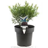 Eremophila Thriver™ - Plant photo