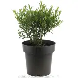 Eremophila Thriver™ - Alternate photo