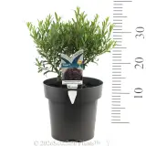 Eremophila Thriver™ - Product photo