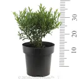 Eremophila Thriver™ - Reference photo