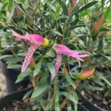 Eremophila Thriver™ - Detail photo