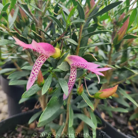 Eremophila Thriver™