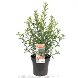 Short leaf Wax Flower - Plant photo