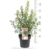 Short leaf Wax Flower - Product photo