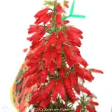 Winter Gem Heath - Product photo