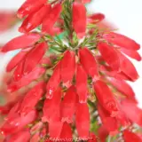 Winter Gem Heath - Reference photo