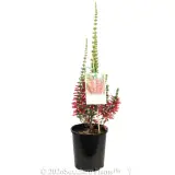 Ruby Pearl Heath - Plant photo
