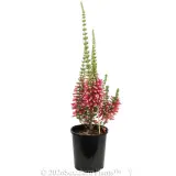Ruby Pearl Heath - Alternate photo