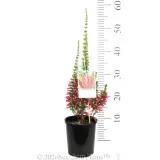 Ruby Pearl Heath - Product photo