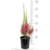Ruby Pearl Heath - Reference photo
