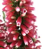 Ruby Pearl Heath - Detail photo