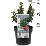 Escallonia Pink Pixi - Product photo