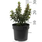 Escallonia Pink Pixi - Reference photo