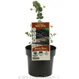 Baby Blue Eucalyptus - Plant photo