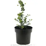 Baby Blue Eucalyptus - Alternate photo