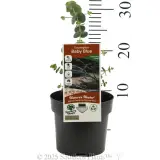 Baby Blue Eucalyptus - Product photo