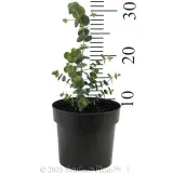 Baby Blue Eucalyptus - Reference photo