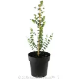 Baby Blue Eucalyptus - Alternate photo