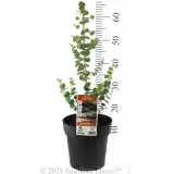 Baby Blue Eucalyptus - Product photo