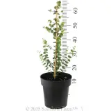 Baby Blue Eucalyptus - Reference photo