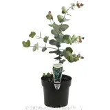 Silver Dollar Gum - Plant photo