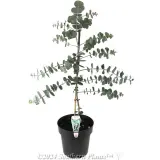 Silver Dollar Gum - Plant photo