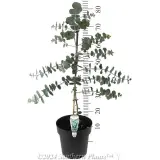 Silver Dollar Gum - Product photo