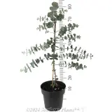Silver Dollar Gum - Reference photo