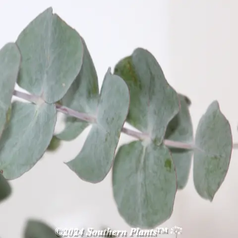 Silver Dollar Gum