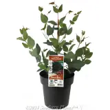 Dwarf yellow box - Plant photo
