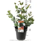 Dwarf yellow box - Product photo