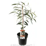 Dwarf Snow Gum - Plant photo