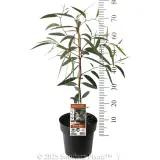 Dwarf Snow Gum - Product photo