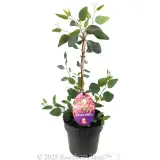 Eucalyptus Purple Patch - Plant photo