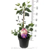 Eucalyptus Purple Patch - Product photo