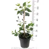 Eucalyptus Purple Patch - Reference photo